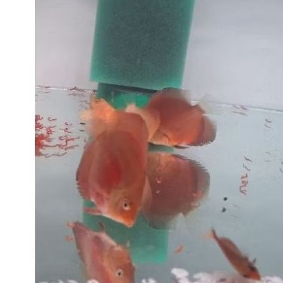 hiasan aquarium ikan discus sun merah blue rim