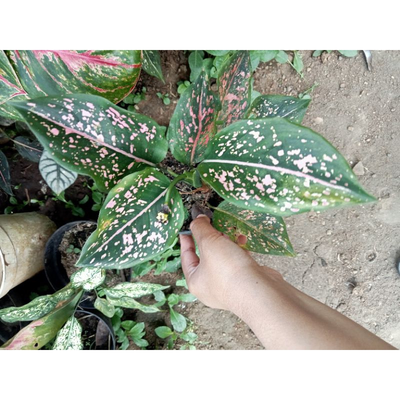 Aglonema Pink Dalmation