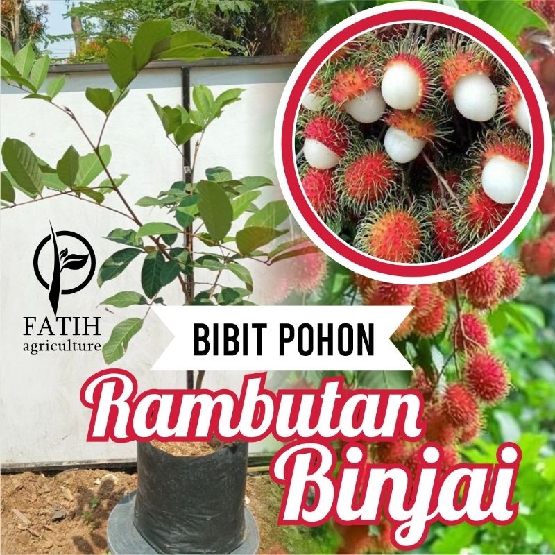 

BIBIT BUAH RAMBUTAN BINJAI