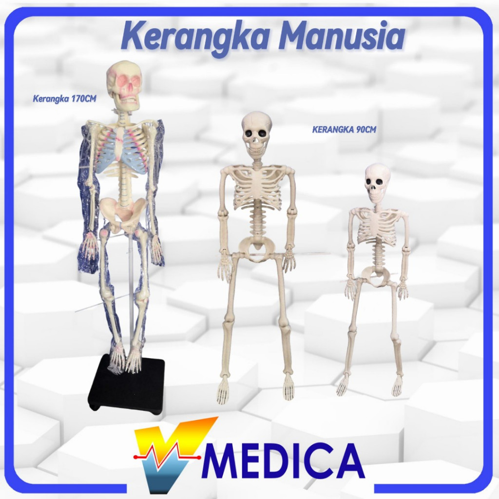 Manekin Kerangka Manusia / Alat Peraga Kerangka Manusia / Patung Tengkorak