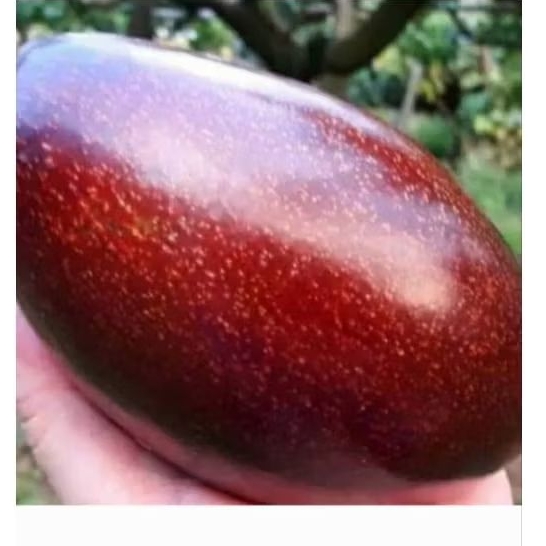 Tanaman Alpukat Red Vietnam Berbunga