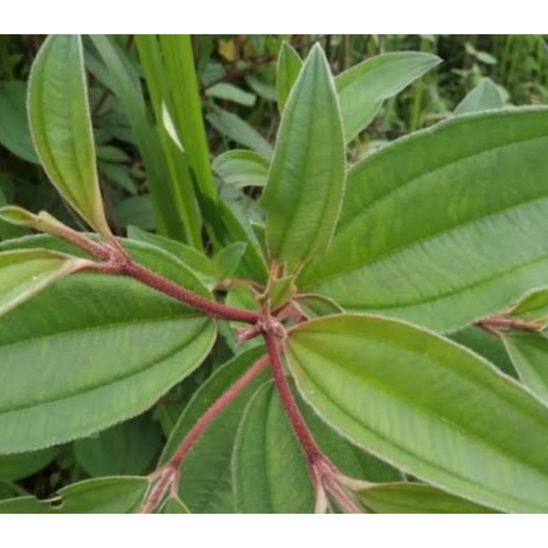 

Daun harendong segar obat herbal per 1 kg