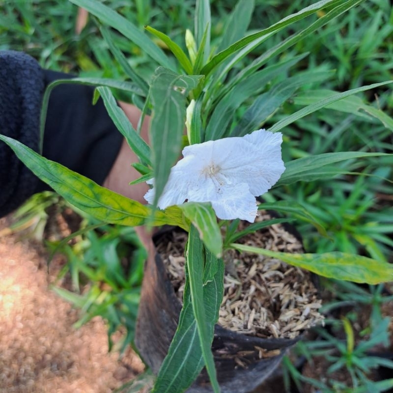 Tanaman Hias Outdoor Ruellia  - Bunga Kencana Putih
