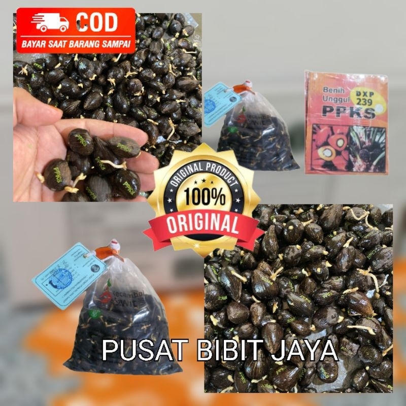 bibit kecambah unggul DxP PPKS 239 bersertifikat