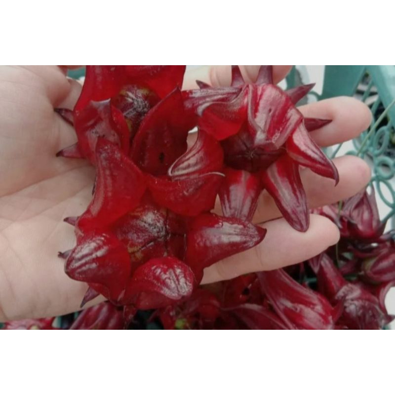 

Bunga Rosella merah kering 100gr