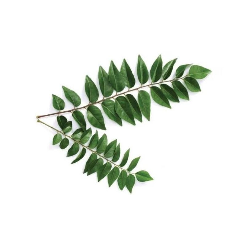 

Daun kari segar (temurui/salam koja) 2 batang