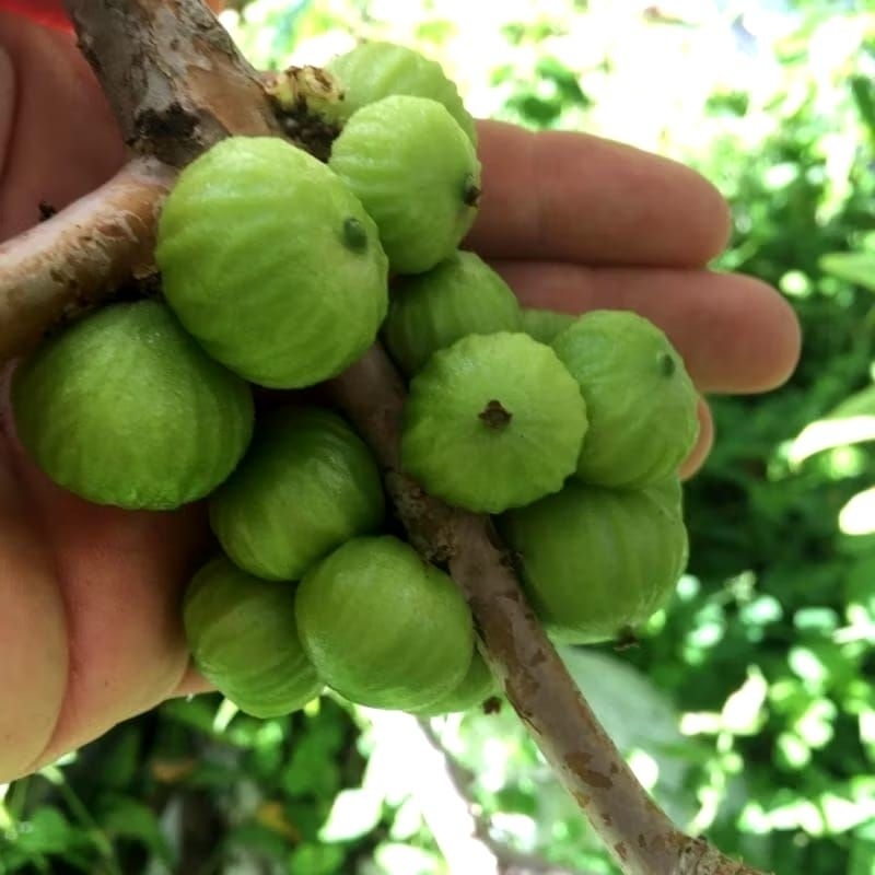 Bibit anggur pohon white jaboticaba