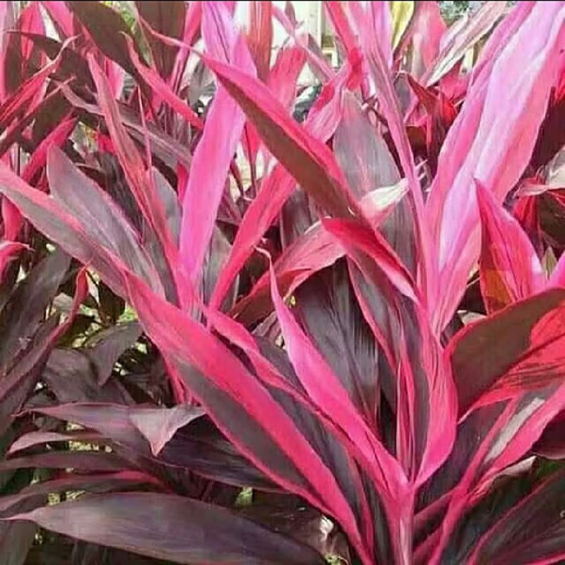 

20 helai daun andong merah