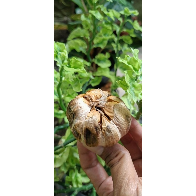 

Black Garlic ( Bawang Cincau )