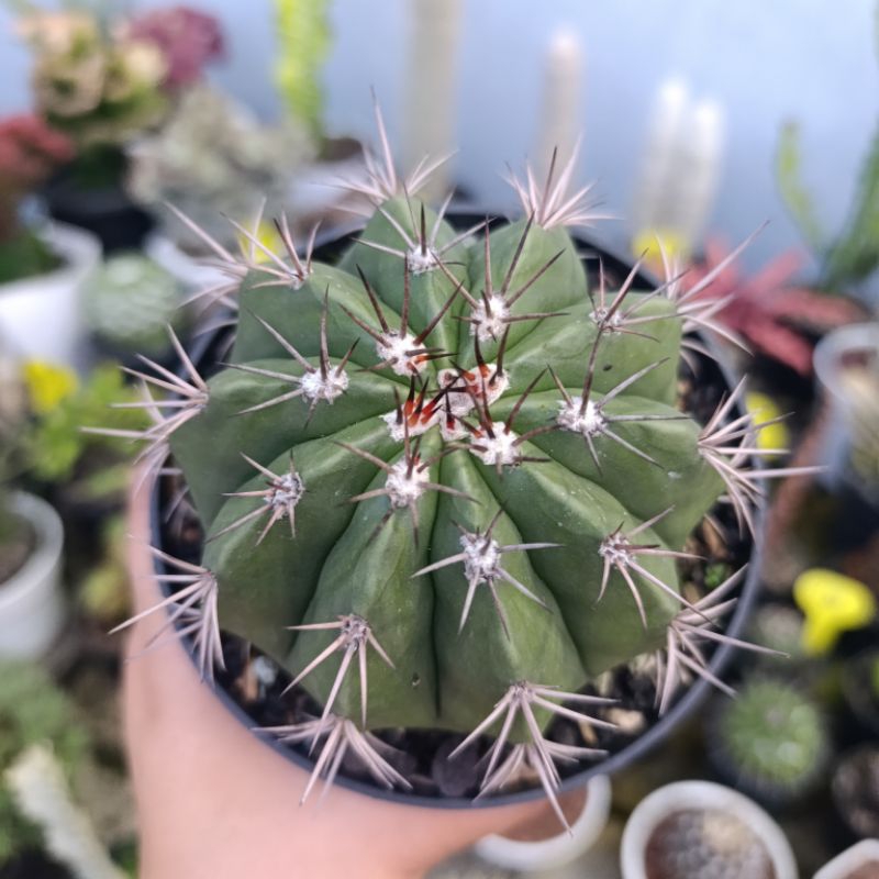 KAKTUS Melo Jambul putih | Pot 12cm | TANAMAN HIAS