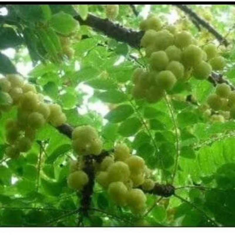 

daun cermai segar langsung petik