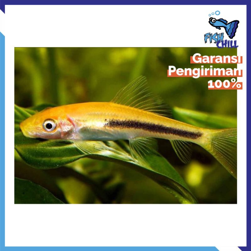 Pembersih Algae • CAE CHINEESE ALGAE EATER Aquascape Soliter Mini Lampu LED Batu Pasir Malang Akseso