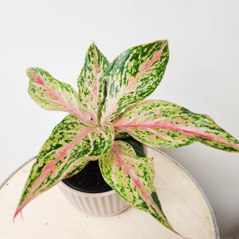 Promo COD tanaman hias aglaonema butterfly - aglonema butterfly - aglaonema - aglonema - aglaonema m