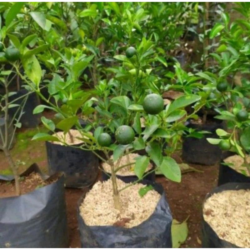 Bibit Jeruk Limau Okulasi Bibit Cepat Berbuah - Bibit Jeruk Limau Cangkok- Bibit Jeruk Limau Sambal