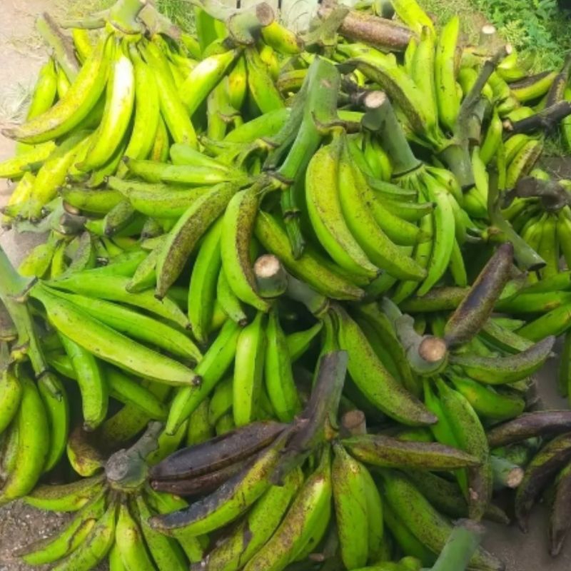 

(1 Kg) Pisang tanduk segar isi 3-4 lonjor besar