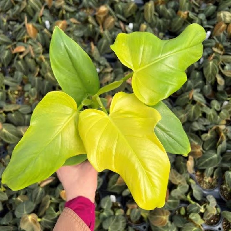 Tanaman philodendron violin golden - Violin golden