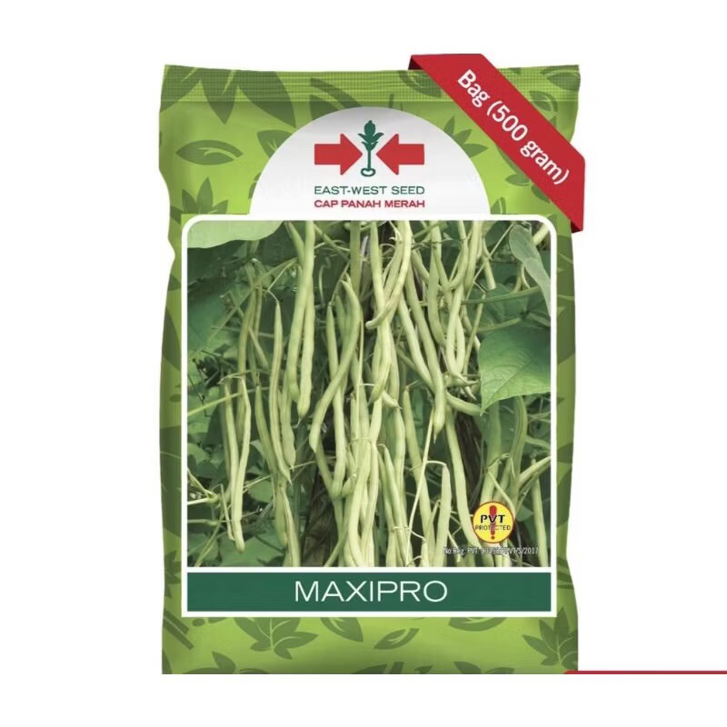 

Benih buncis MAXIPRO 500 gram buncis maxi pro panah merah