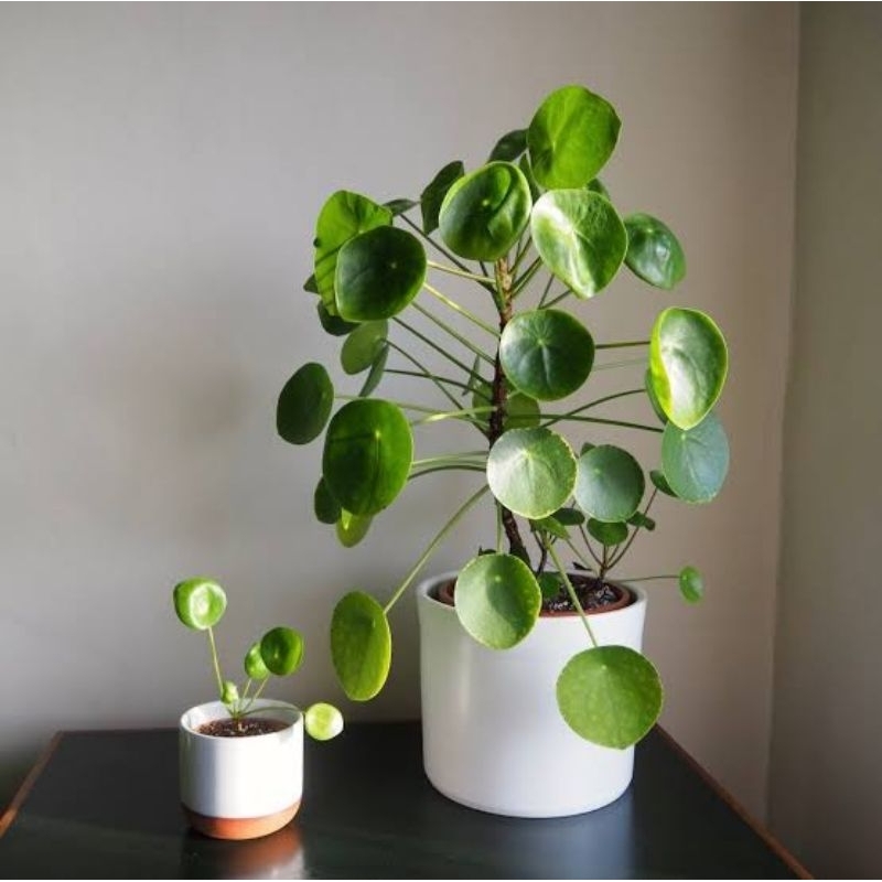 Tanaman hias chinese money plant pilea - Peperomia pilea