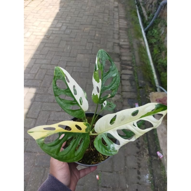 Janda bolong jepang (japan)