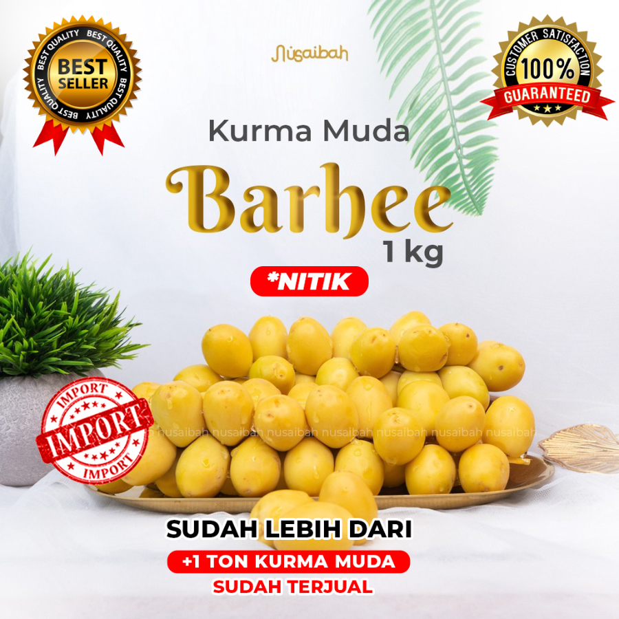 

Kurma Muda BARHEE Promil - Kurma Muda Promil ( NITIK )