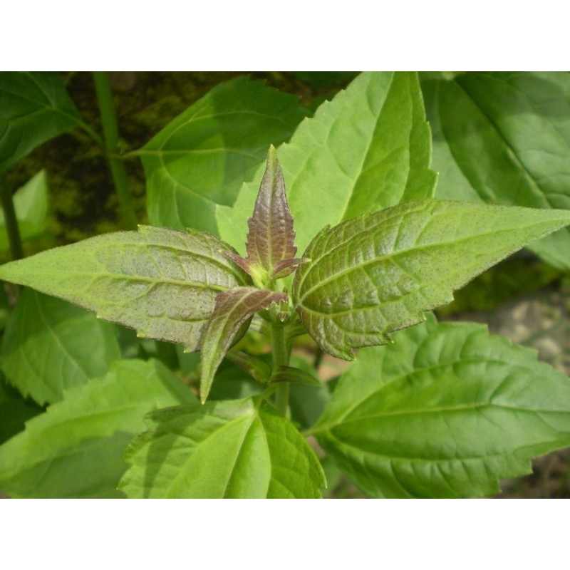 

DAUN KI RINYUH 1lembar