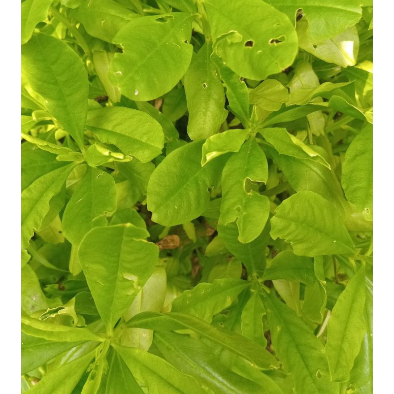 

Jual ginseng jawa segar organik 250 g