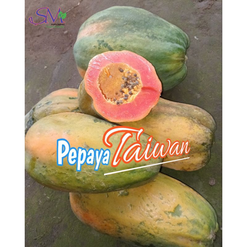 

Pepaya taiwan murah manis