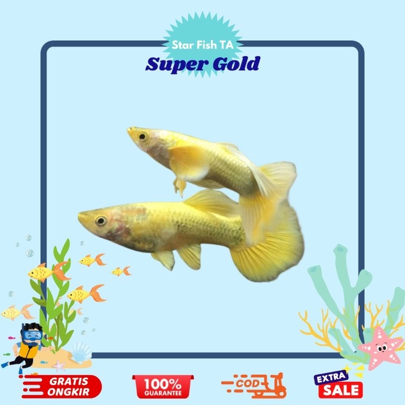 Hiasan Aquarium Guppy Super Gold Remaja