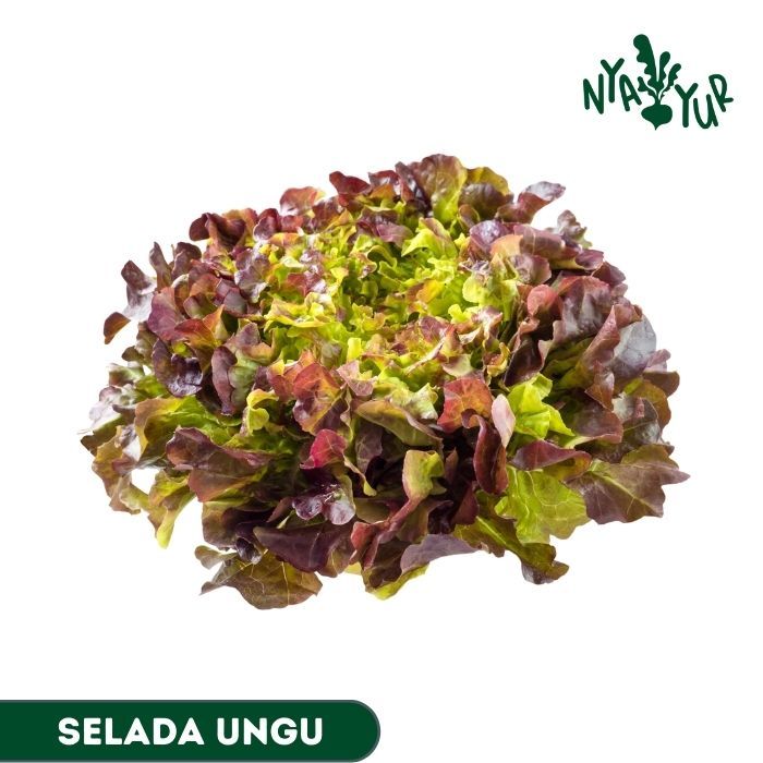 

INSTAN - Selada Ungu Segar 250gr