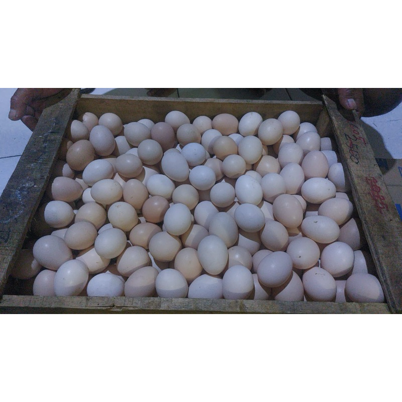 

TELUR AYAM KAMPUNG TERNAK SENDIRI DI JAMIN BAGUS / TELOR AYAM KAMPUNG MURAH