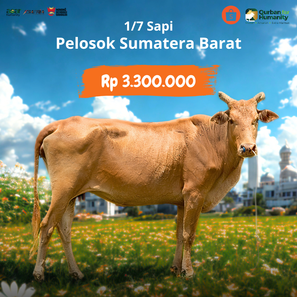 

ASAR Humanity Sumatera Barat - Qurban 1/7 Sapi
