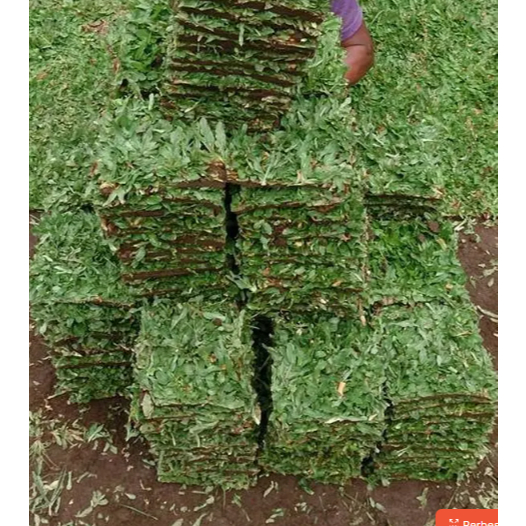 Rumput Gajah Mini Per 1 Meter, Rumput Gajah Mini Hidup Hiasan Taman Kualitas Baik