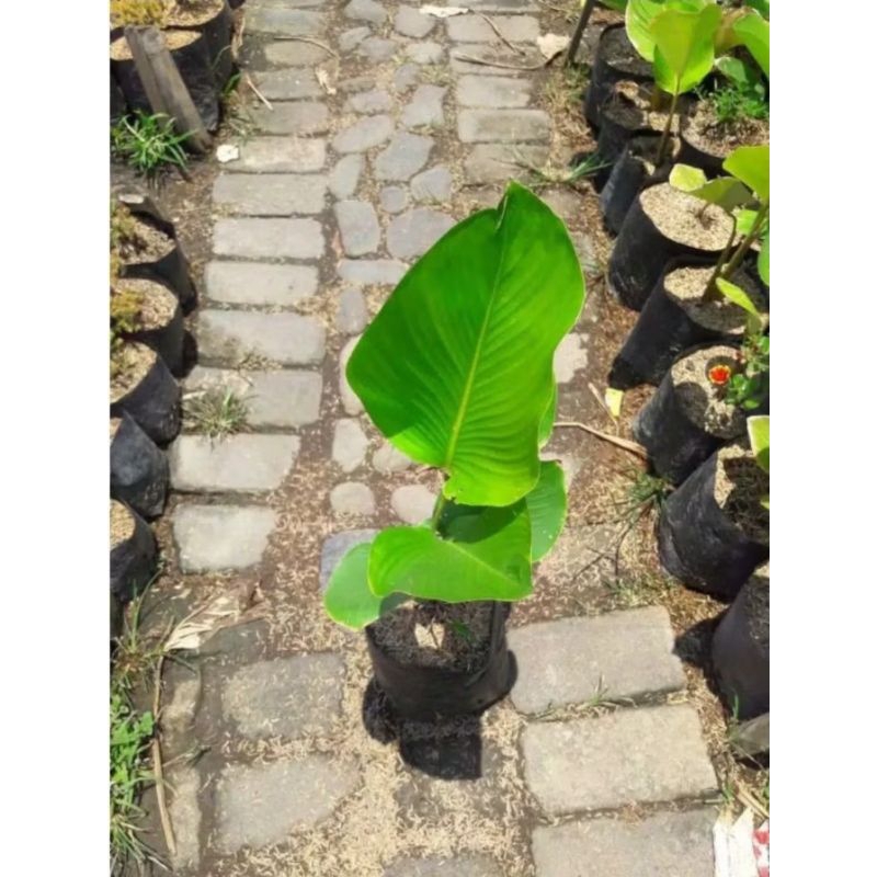 Tanaman hias bunga calathea pisang/luthea