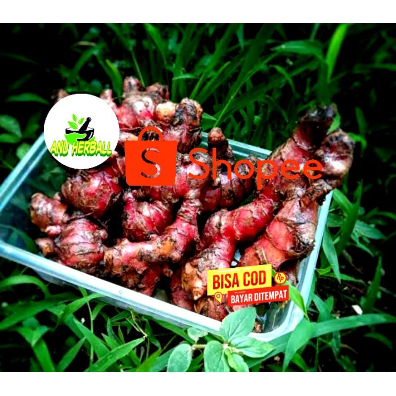 

JAHE MERAH BERSIH 500GRAM