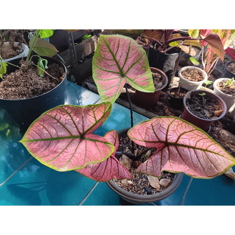 keladi arini menari daun warna pink lembut corak yang indah