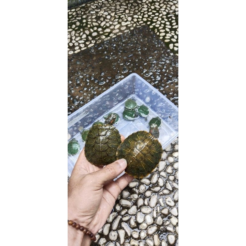 Mainan kurakura brazil