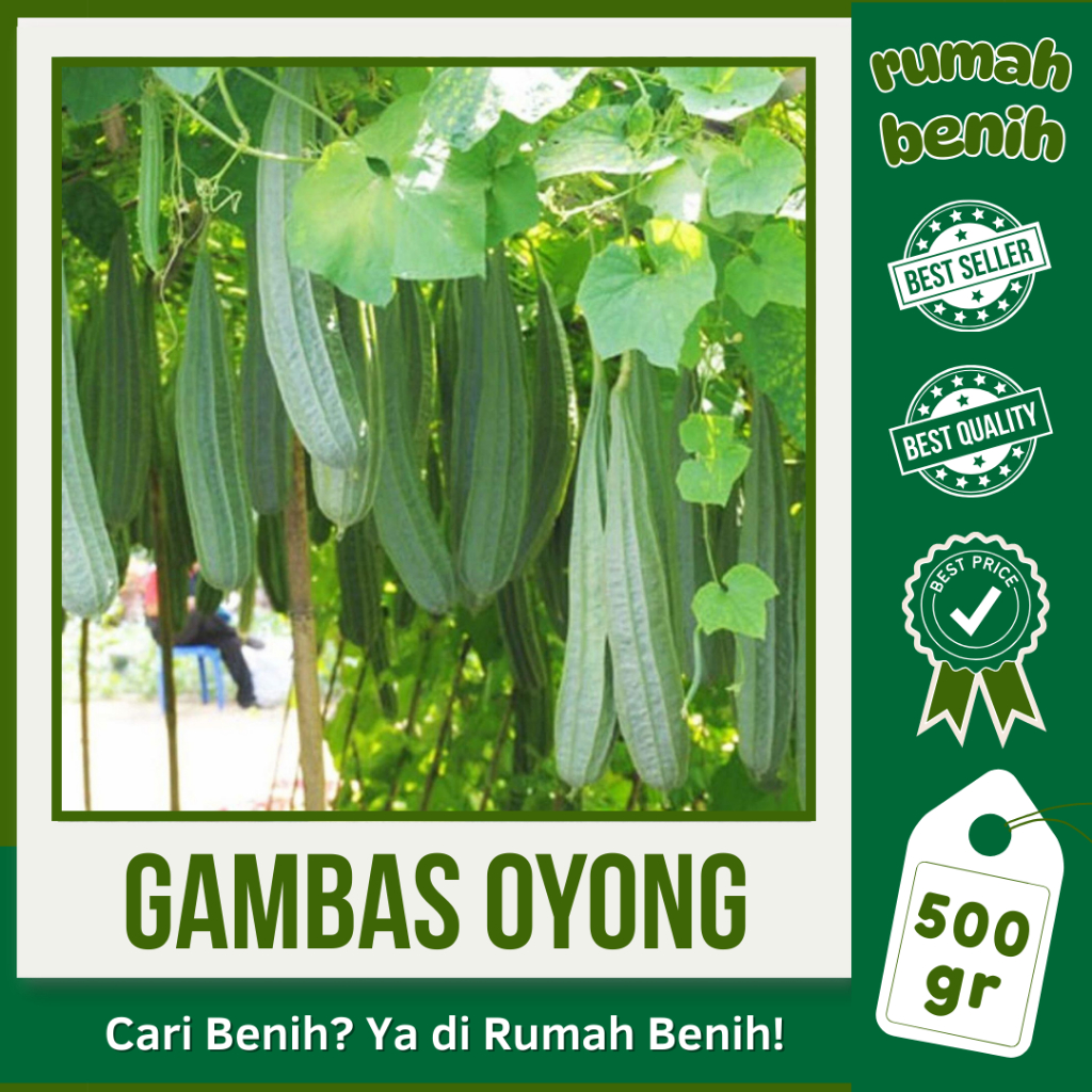 RUMAH BENIH: 500 GRAM BIJI GAMBAS OYONG LOKAL UNGGULAN
