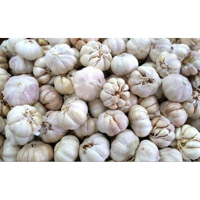 

Bawang Putih kiloan