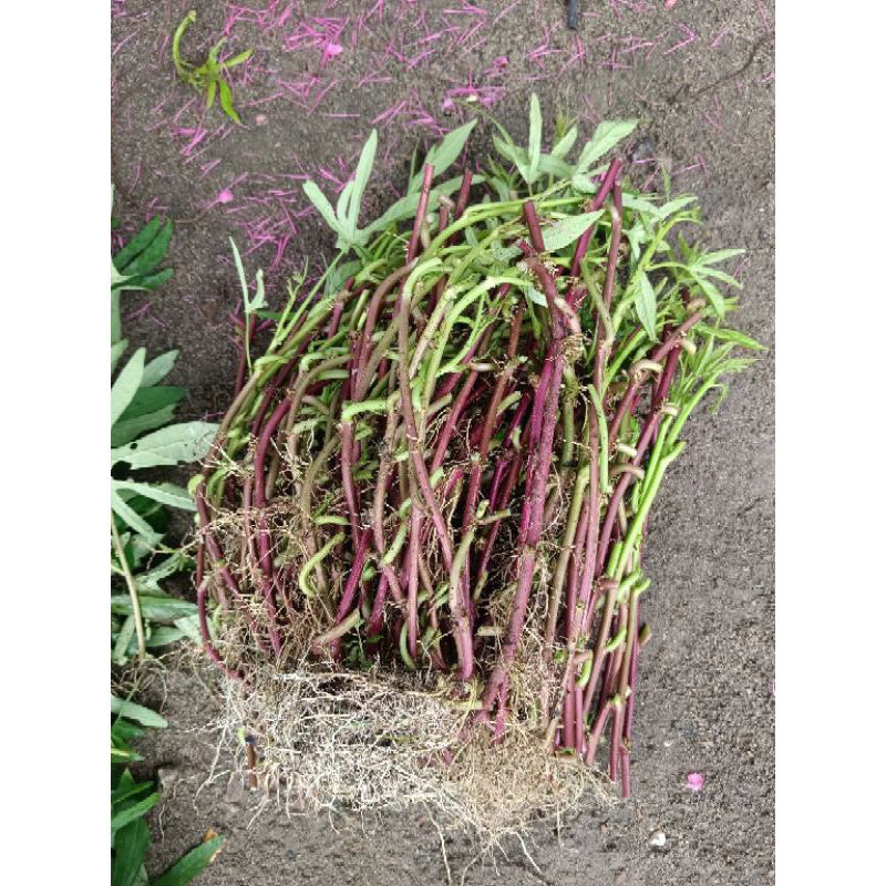 [COD]✓Cutting Stek Bibit Umbi Cilembu Madu Simanis legit Isi (100pcs)