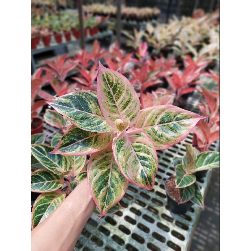 aglaonema dejavu