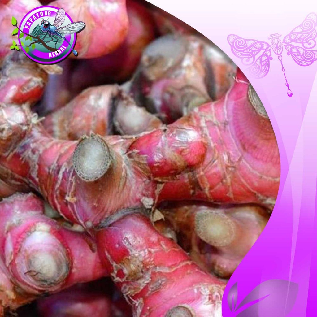 

JAHE MERAH KWALITAS SUPER