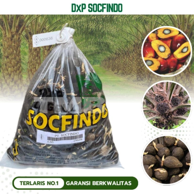 Benih bibit kecambah DxP Socfindo