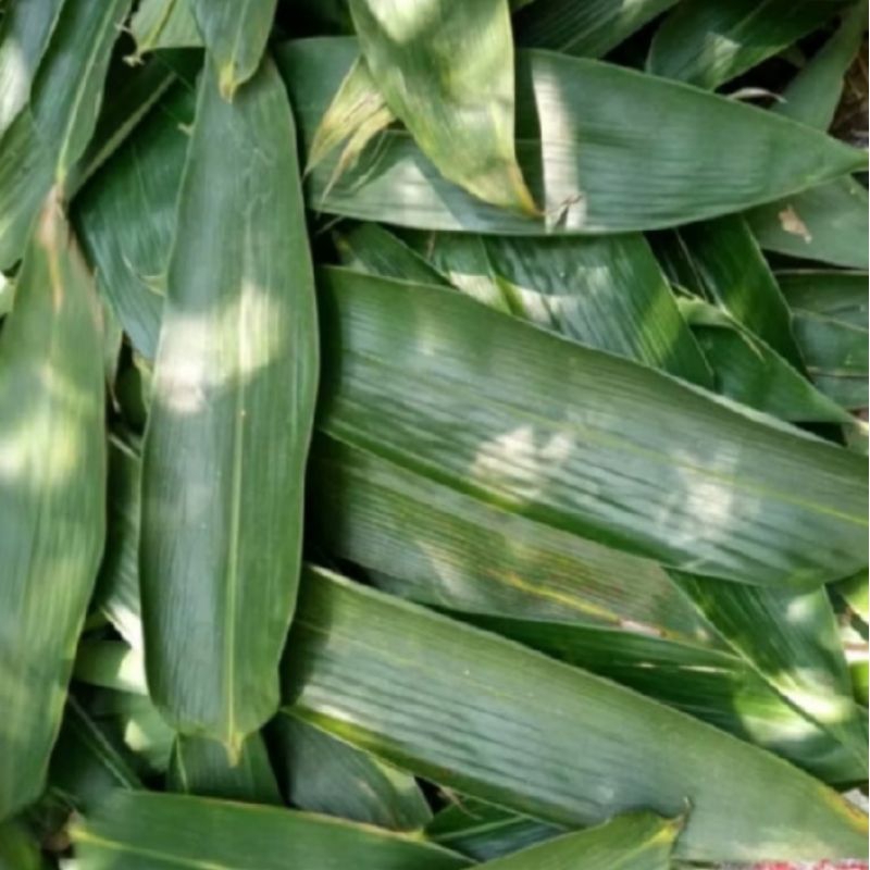 

50 lembar DAUN BAKCANG Daun Bambu Lebar