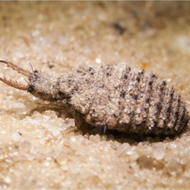 

50 pcs + Bonus Undur Undur Hidup Obat Herbal