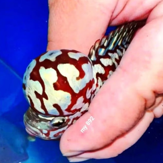 My89 burayak king kamfa super red semi progres size 5-7cm