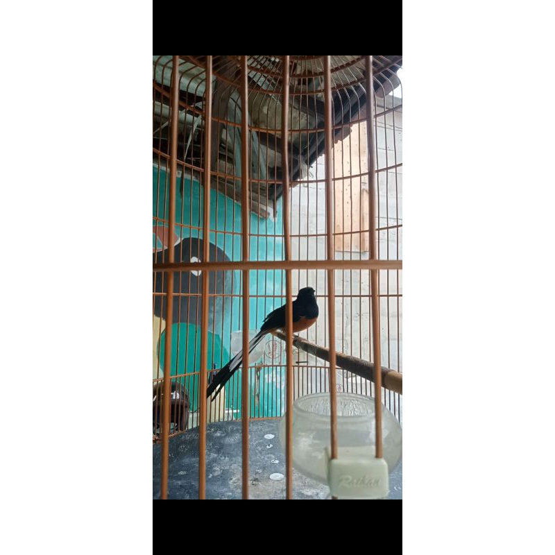 Murai batu Pastol/Gacor siap gantang