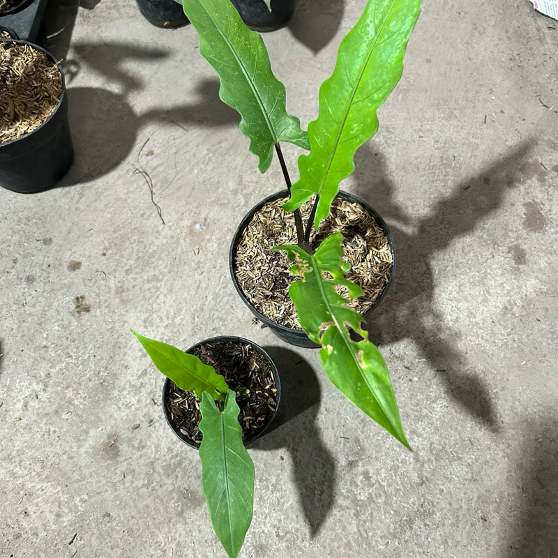 Alocasia Keris Papua
