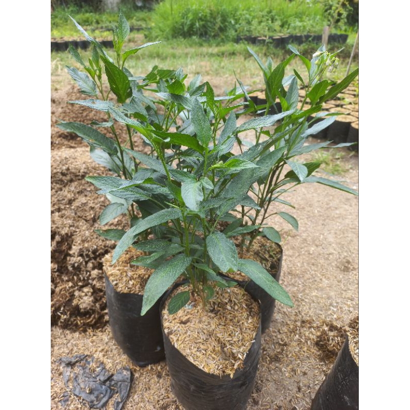 Raflezia Bibit Tanaman Buah Pepino Kuning Pepino Melon Garansi Buah Kuning