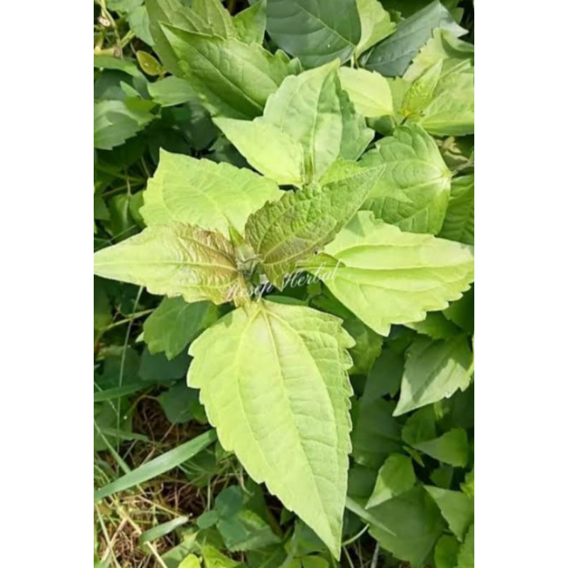 

daun kirinyuh 200 grm obat herbal