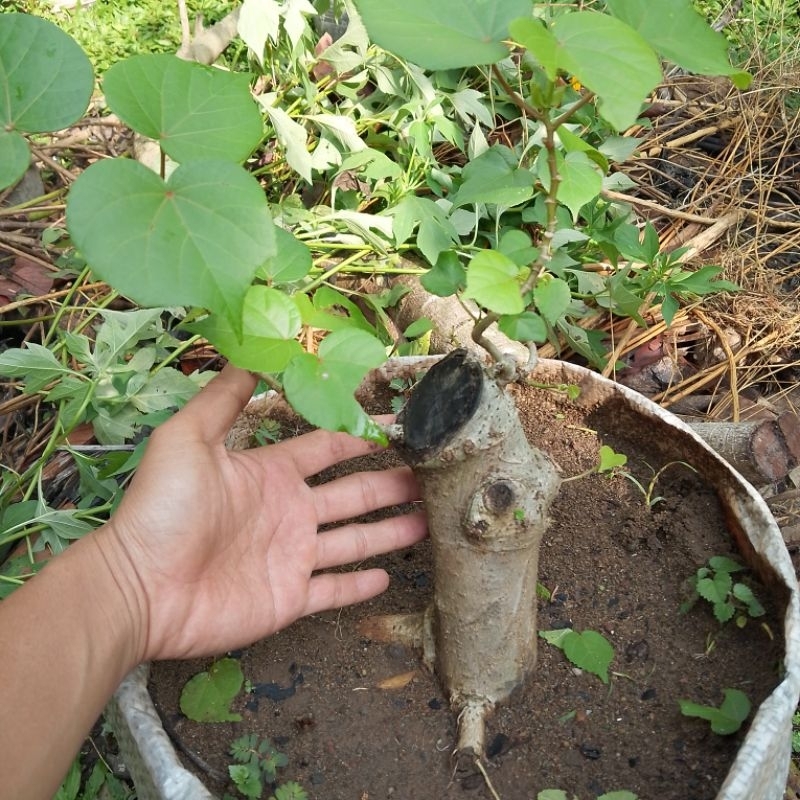 Bahan bonsai waru brazil batang besar